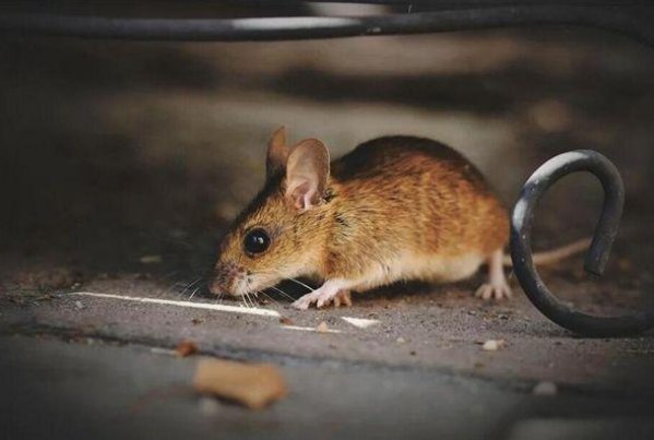 老鼠钻风箱歇后语