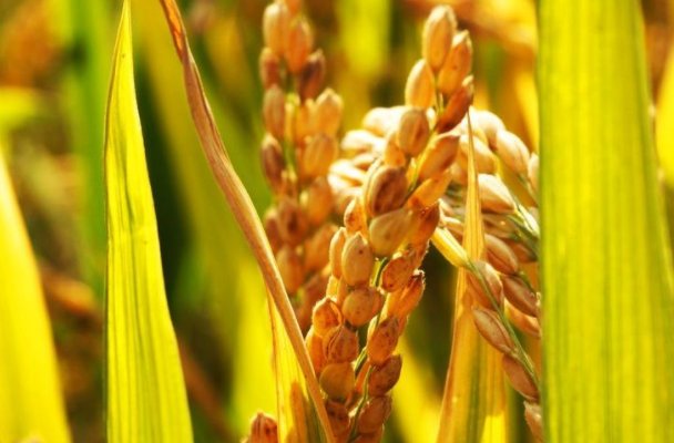 形容黄色的词语有哪些