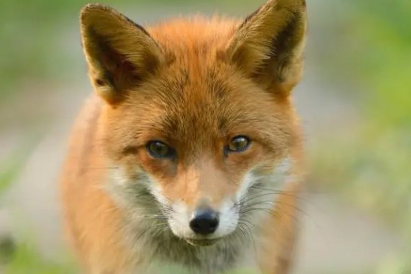 欺世惑俗形容什么动物