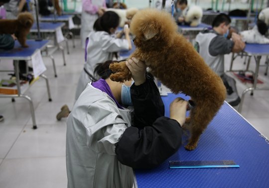 狗狗培训班怎么收费