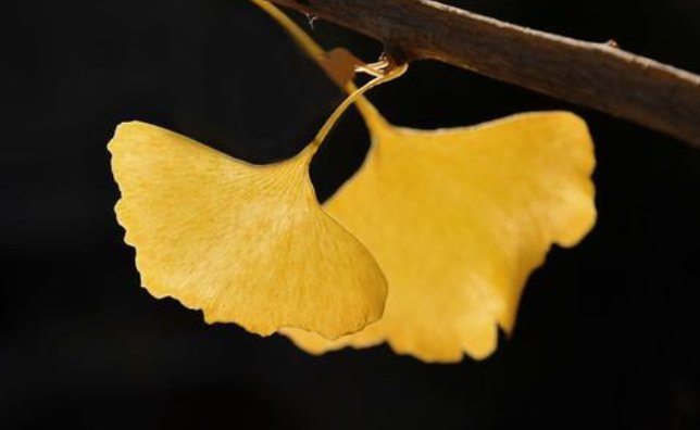 什么树的叶子像什么(至少3个)