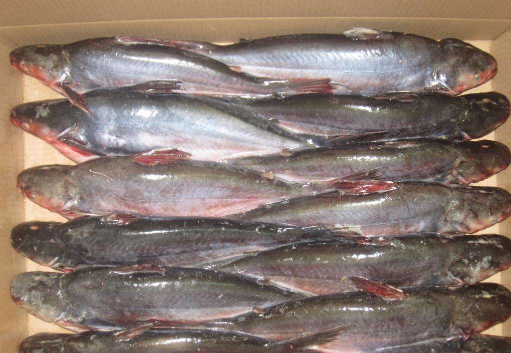 探鱼凌波鱼是什么鱼？