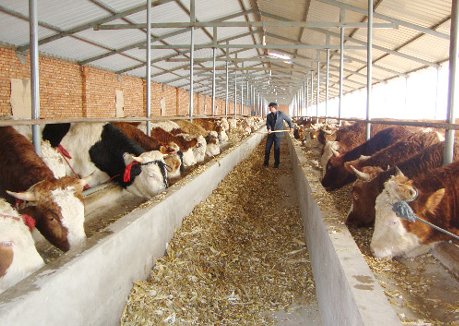 如今在农村建一个小型养殖场需要投资多少成本？养殖的经济效益如何？