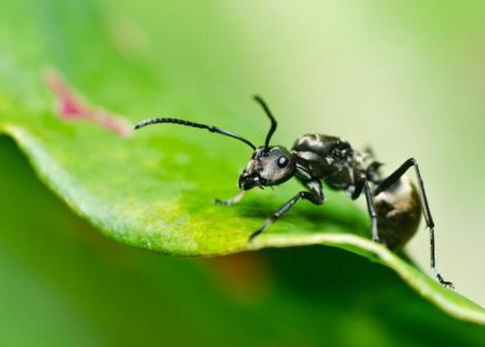 在动物界,有哪种动物拥有一口锋利的牙齿?它们的生活习性是怎样的?