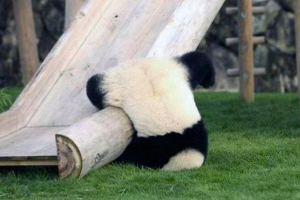 出糗读音是什么意思