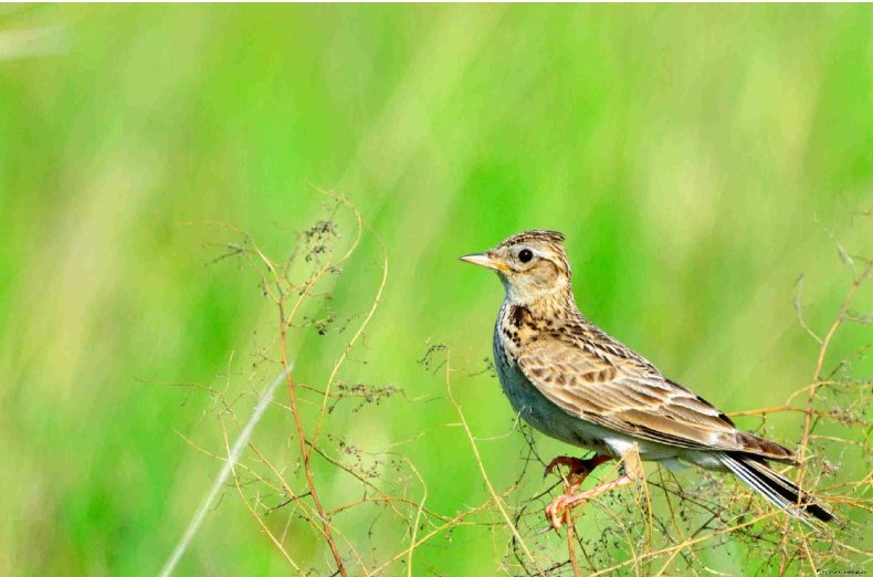 百灵鸟的外貌有什么特点
