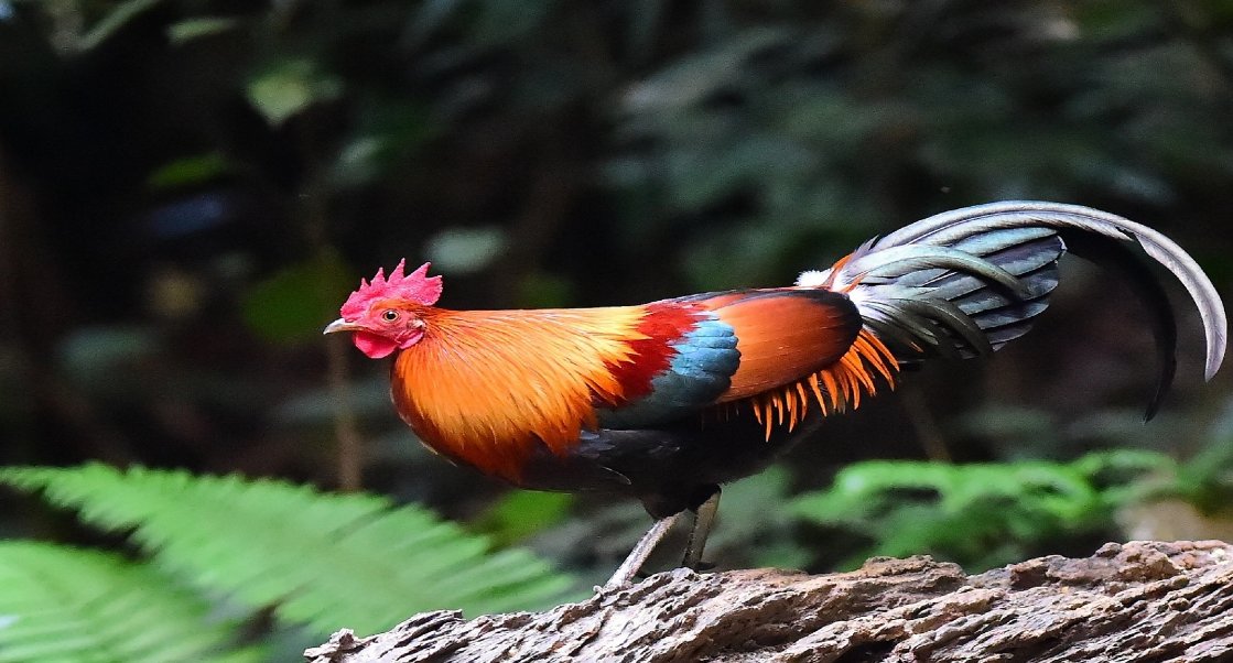 火上添油是指什么生肖的动物