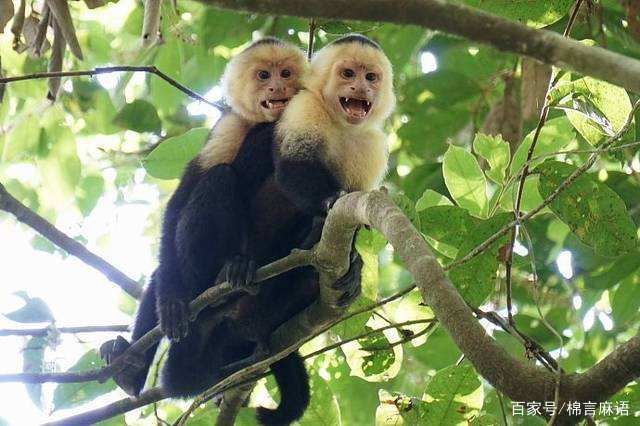 属猴的是几几年出生的？