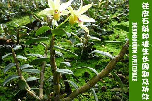 中国石斛网的介绍