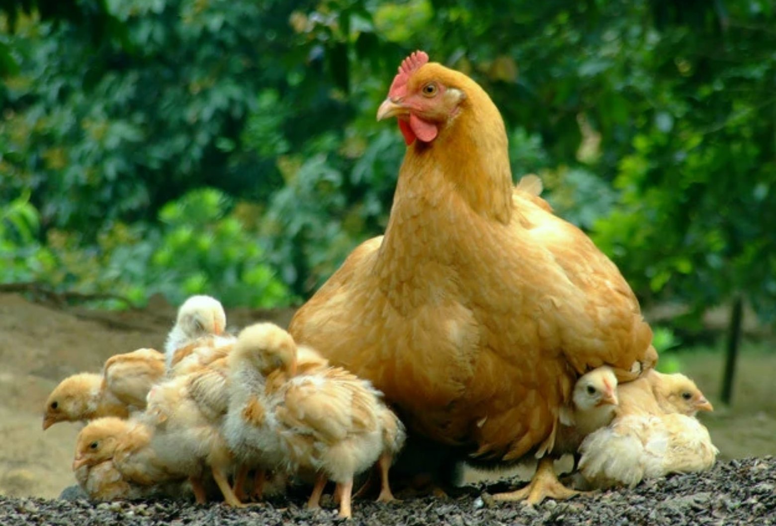 一衣带水解什么生肖