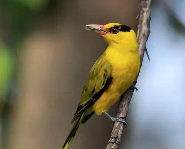 黄鹂的寓意和象征是什么?