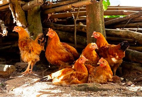 韩国扑杀440多万只家禽,其中包括哪些种类?