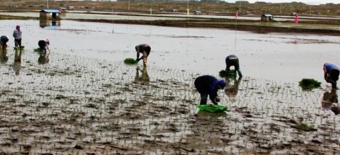 农事活动有哪些