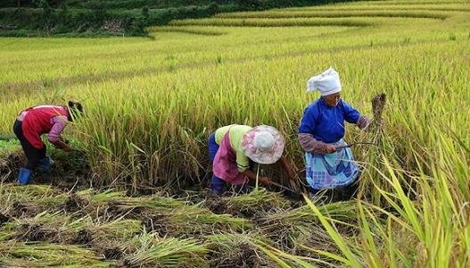 农民收入增速连续11年快于城镇居民，这说明了什么？