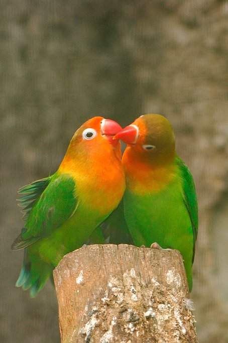 费氏情侣鹦鹉的外形特征