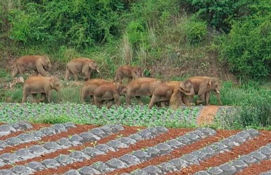 象群走出昆明密林在田间踩踏，当地采取了什么措施？