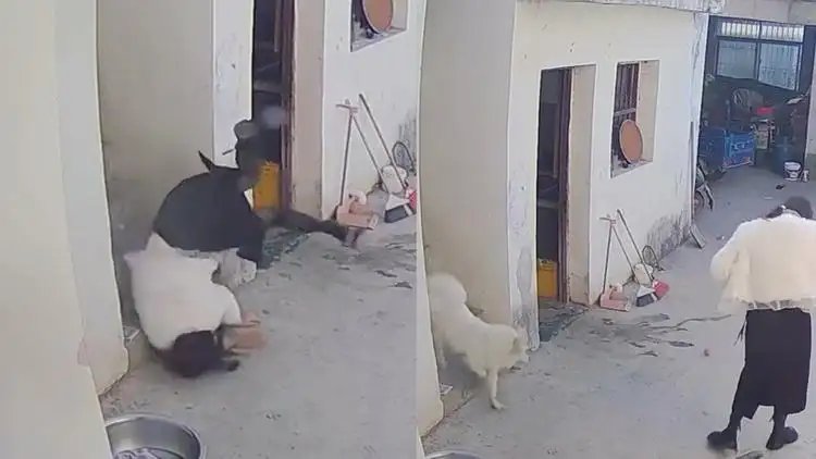 女子下楼梯被狗绊倒滚下地面，怎样看待这件事？生活中养狗需注意什么？