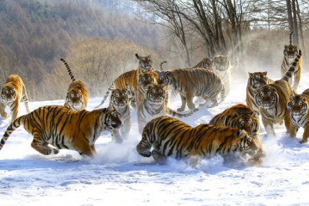 被控制东北虎将被提取基因，它会被送回森林吗？