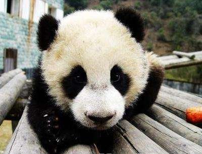 大熊猫雷雷死亡，为何大家说它是寿终正寝？