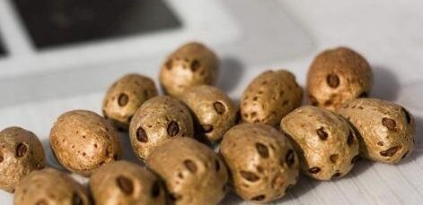 1500万年前的枣在福建漳浦被发现，这有何意义？