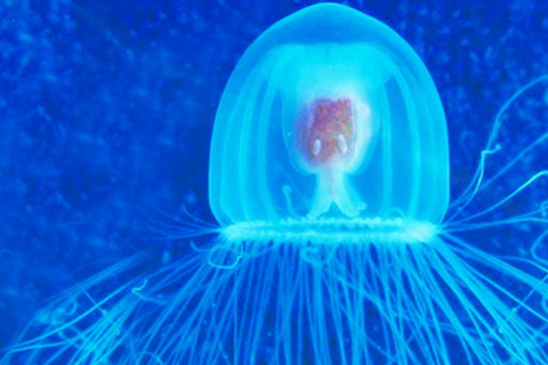 什么动物死不了