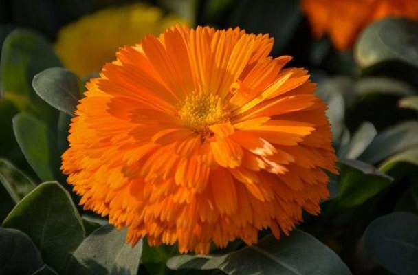 形容黄色的词语有哪些