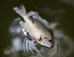 四川高温停电致数万斤鱼缺氧死亡，拉闸限电，是否不可取？