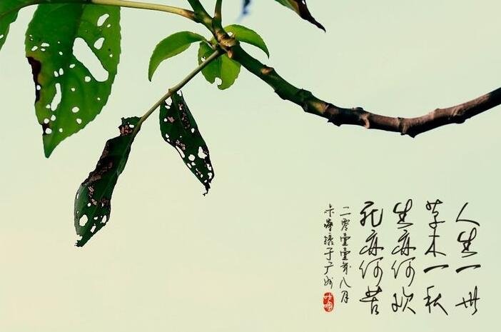 生无可恋、死亦何哀。 什么意思？