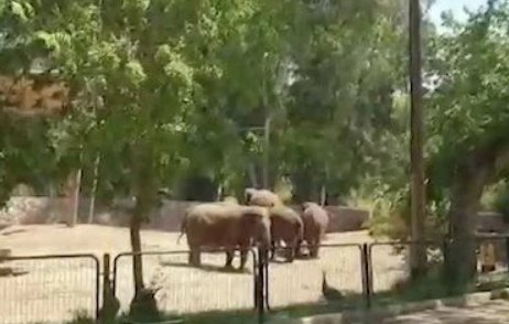 防空警报响起大象围成一圈保护小象，这能体现出什么？