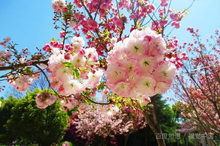 kanazawa在日本哪里