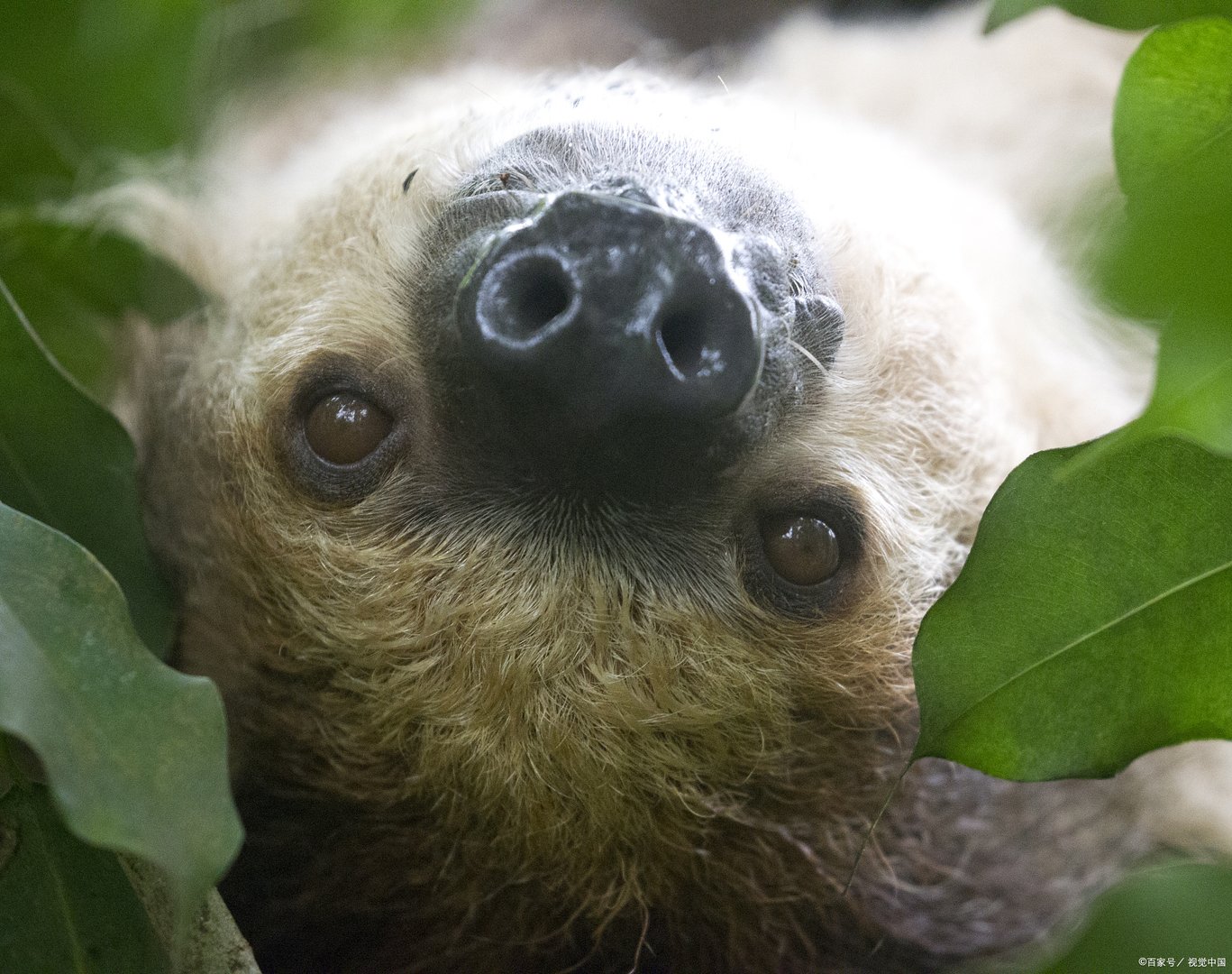 树獭读lai还是lan