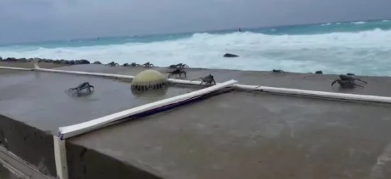 三沙的螃蟹被台风吹飞上岸，这是怎样的场面？