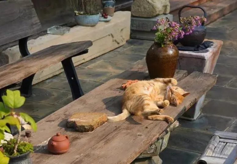 金华七只小猫全神贯注看猫和老鼠，画面有多治愈？