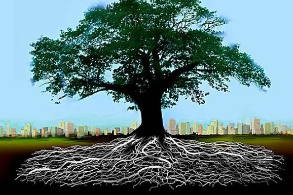 roots的中文翻译