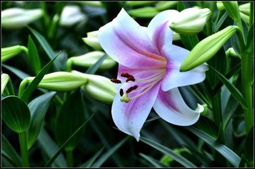 百合是什么意思?