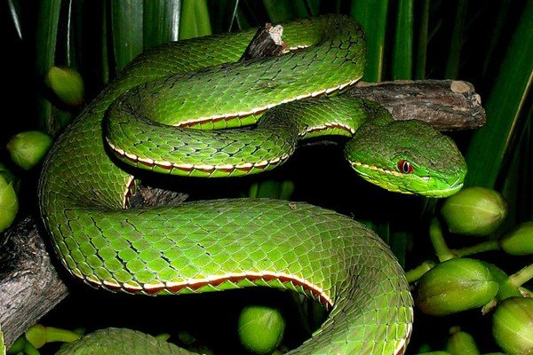 长春男孩网购宠物蛇被咬进ICU，律师对此有何表示？