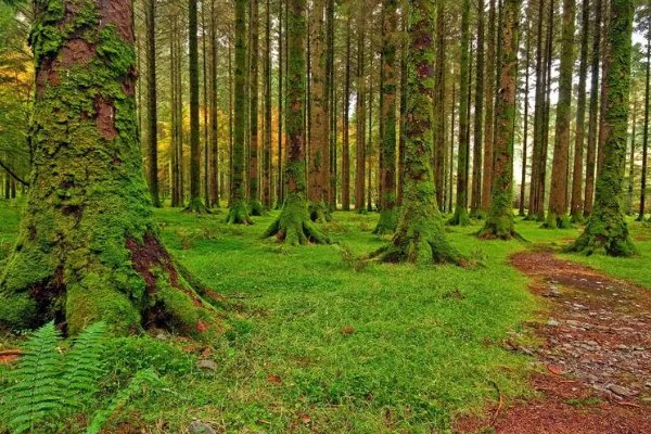 挪威的森林高能片段描写