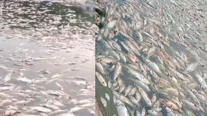 四川高温停电致数万斤鱼缺氧死亡，拉闸限电，是否不可取？