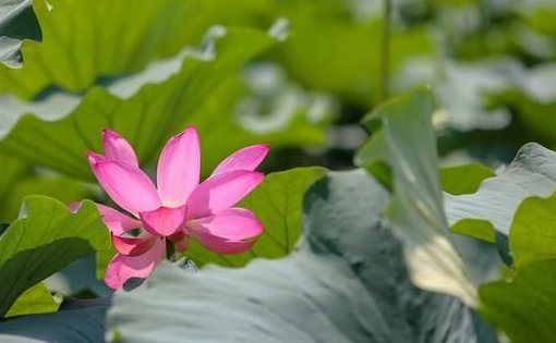 头伏第一天是哪一天