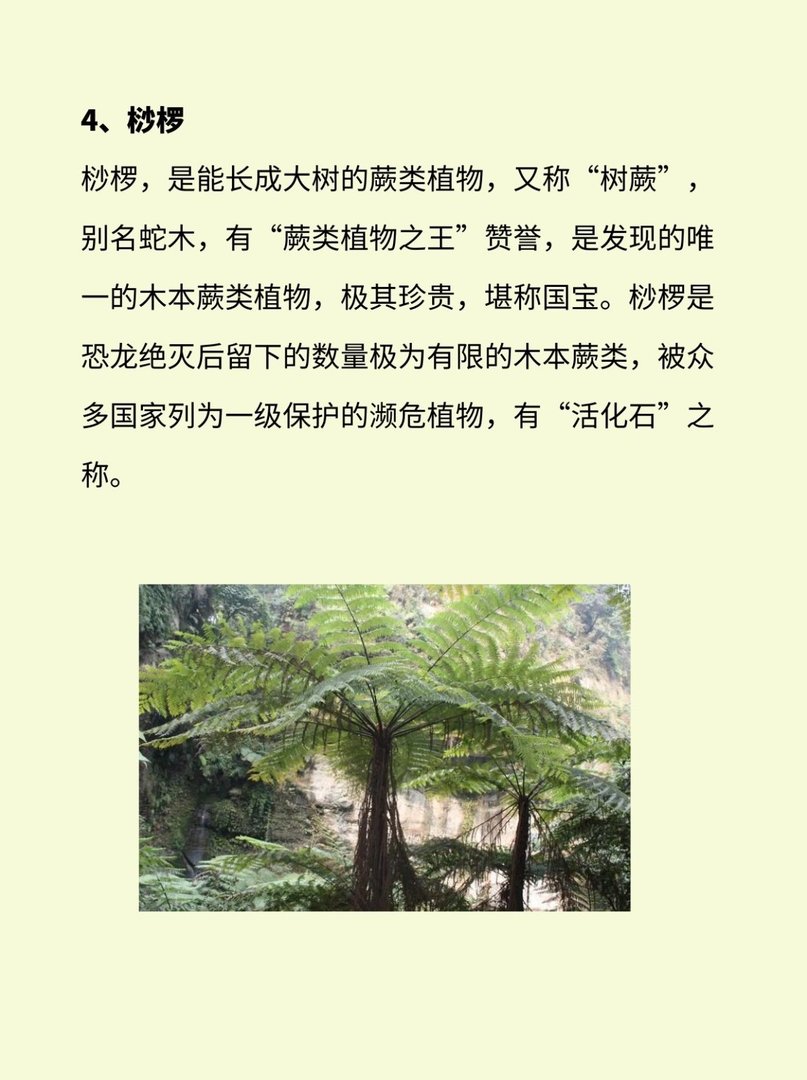 植物界有哪些活化石？