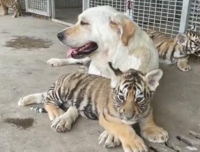 龙口动植物园，拉布拉多犬变身“奶妈”喂养几只小老虎，这一画面有多温馨？