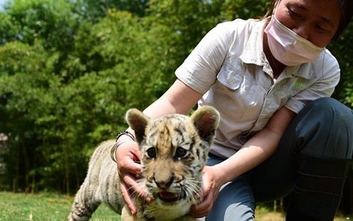 龙口动植物园，拉布拉多犬变身“奶妈”喂养几只小老虎，这一画面有多温馨？