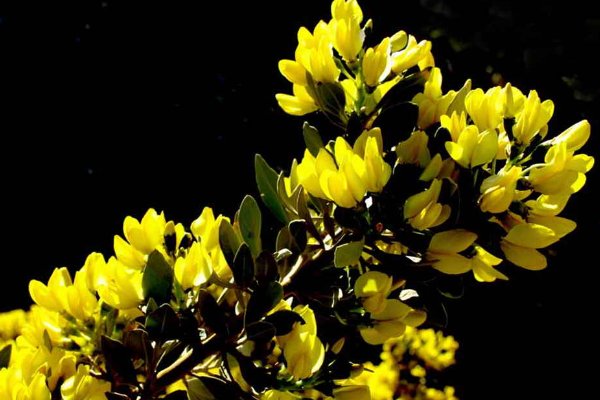 哪种荒漠植物可以四季常绿? a.花棒 b.沙拐枣 c.沙木蓼 d.沙冬青