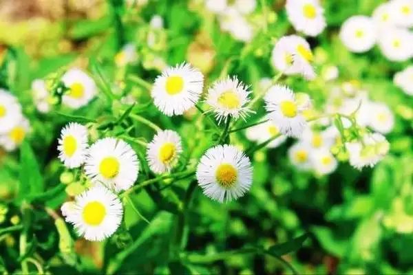 明媚是什么意思