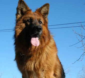 警犬有什么特点?