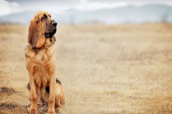 借花献佛打一生肖动物