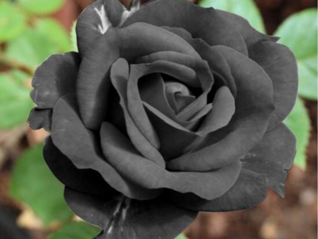 黑玫瑰的花语和寓意