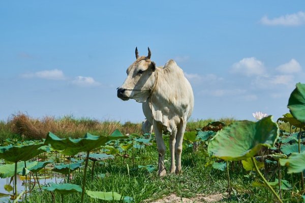 言之有据打一生肖动物