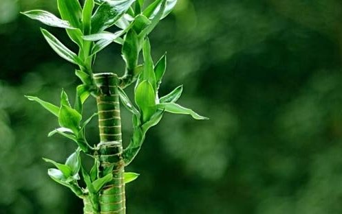 高考结束，给孩子送什么花好呢？