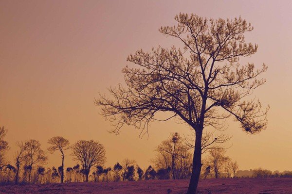 树的含义是什么?